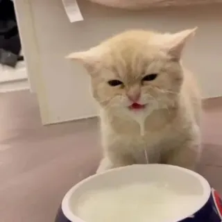 🖐 639f7932 고양이, 새끼 고양이, 우유, 귀여운, 동물 telegram sticker