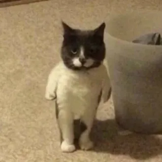 🖐 694ad197 고양이, 동물, 애완동물, 웃긴, 귀여운, 서있는, 밈, 집고양이 telegram sticker