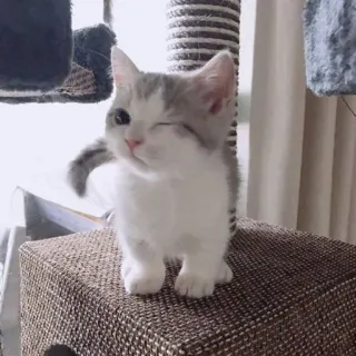 🖐 7d0904a7 새끼 고양이, 고양이, 동물, 귀여운, 애완 동물, 가축, 포유류, 윙크 telegram sticker