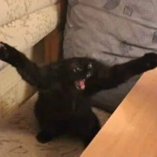 🖐 b06a71e2 고양이, 동물, 웃긴, 밈, 검은 고양이, 애완 동물 telegram sticker