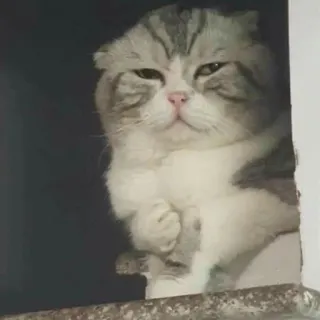 🖐 c03bcd8c 고양이, 스코티시 폴드, 동물, 애완동물, 웃긴, 밈, 귀여운 telegram sticker