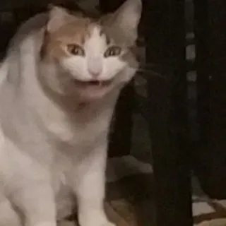 🖐 d6a1d99d 고양이, 웃긴, 동물, 밈, 애완 동물 telegram sticker