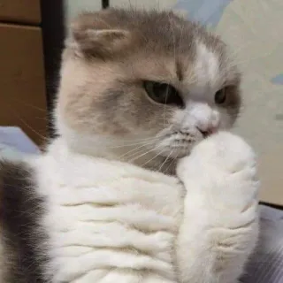 🖐 e0306b10 고양이, 동물, 귀여운, 애완동물, 새끼 고양이, 가정 telegram sticker