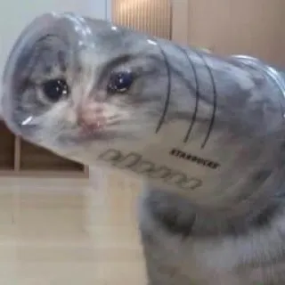 🖐 e8e2a5c4 STARBUCKS 고양이, 스타벅스, 웃긴, 동물, 밈, 애완동물 telegram sticker