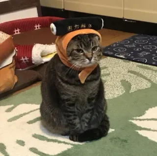 🖐 f5cb4444 고양이, 애완동물, 동물, 귀여운, 모자, 스시, 털 telegram sticker