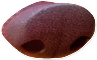 💨 9255070b Nase, Gesicht, Körperteil telegram sticker