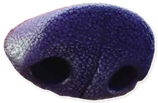 💨 d38c4408 Nase, Gesicht, Körper, Anatomie, Schnauze telegram sticker