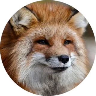 🦊 e34fc5aa Fuchs, Tier, Wildtier, Natur, Säugetier, Wald whatsapp sticker