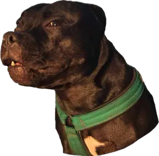 Nigo telegram stickers