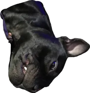 Nigo telegram stickers