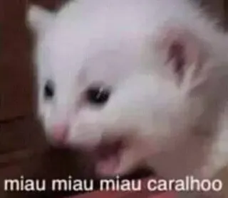 😡 002aae4e miau miau miau caralho cat, kitten, meme, animal, pet whatsapp sticker