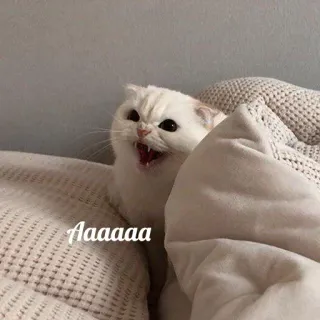 😡 3c360813 Aaaaaa cat, kitten, angry, meme, funny, animal, white cat whatsapp sticker