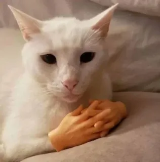 🧐 3c71375f cat, hands, animal, pet, funny, white cat whatsapp sticker