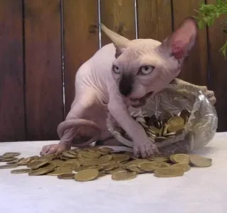 Nika's cats telegram stickers