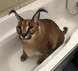 😐 68f86685 Floppa cat, caracal, floppa, animal, pet, domestic animal, mammal, bath, tub whatsapp sticker