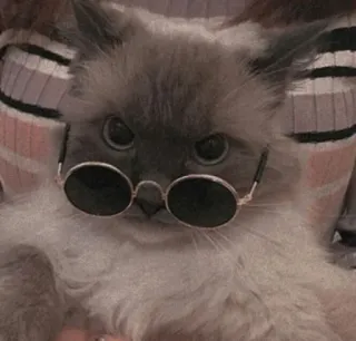 😡 6e410698 cat, glasses, sunglasses, animal, pet, cute whatsapp sticker