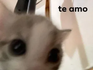 ❤️ 8ed79d9c te amo kitten, cat, love, pet, cute whatsapp sticker