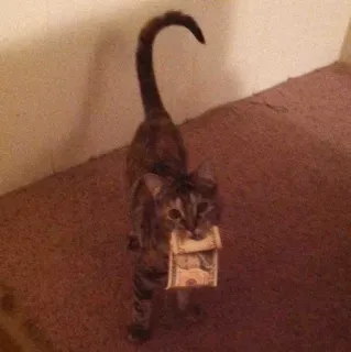 💰 a0efc57d cat, money, animal, pet, funny, domestic animal whatsapp sticker