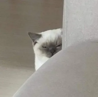 😡 a57ed060 cat, animal, pet, hiding, siamese, cute, domestic animal whatsapp sticker