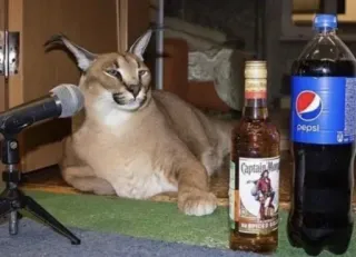 Nika's cats whatsapp stickers