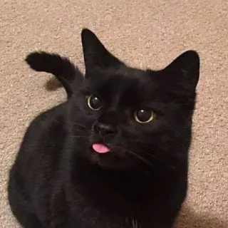 😜 d84b3a00 cat, black cat, animal, pet, cute, tongue, blep whatsapp sticker