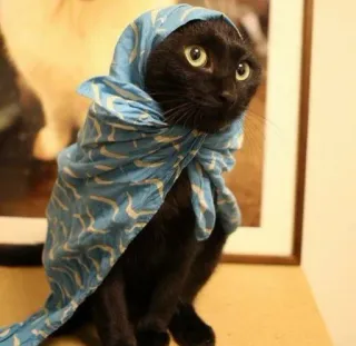 👀 d84f48d8 cat, scarf, animal, pet, cute, black cat whatsapp sticker