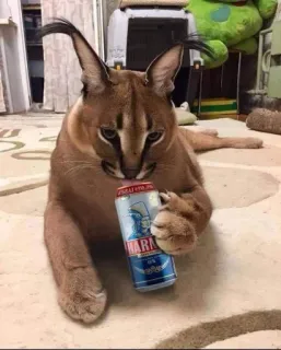 🥤 d993a3f9 HARKIVA caracal, cat, floppa, drinking, animal, can whatsapp sticker