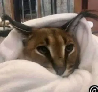 🥺 e4d1c440 cat, floppa, cute, animal whatsapp sticker