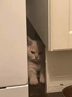 😡 ff6ace24 cat, kitten, animal, pet, cute, domestic, feline whatsapp sticker