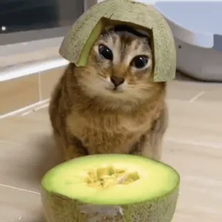 😼 1655a171 猫, 瓜, 头盔, 可爱, 宠物, 动物 telegram sticker