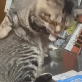 ❤️ 1d5cb18e 猫, 宠物, 贴纸 telegram sticker