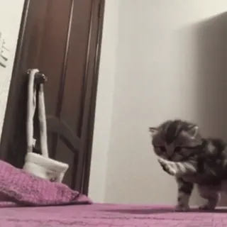 ❤️ 25e11e5f 猫, 小猫, 动物, 可爱, 宠物, 家畜 telegram sticker