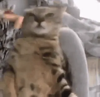 ❤️ 30df1c06 猫, 动物, 搞笑, 表情包, 可爱 telegram sticker