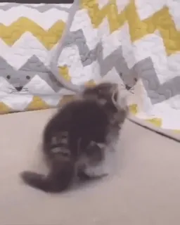 👉 3a559d87 猫, 小猫, 动物, 宠物, 可爱, 家畜 telegram sticker