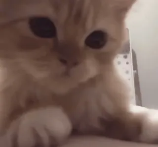 🌟 3da14b1c 猫, 小猫, 动物, 可爱, 宠物 telegram sticker