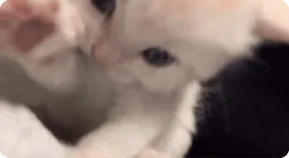 🌟 4de6d2cf 猫, 动物, 宠物, 小猫 telegram sticker