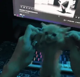 ❤️ 5075d1bf 小猫, 猫, 动物, 宠物, 可爱, 家畜 telegram sticker