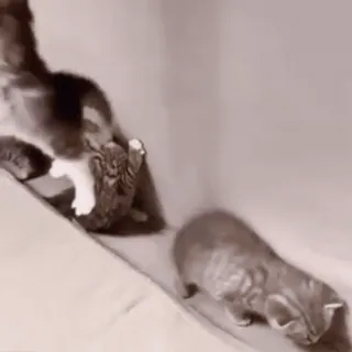 ❤️ 623f0cfd 猫, 动物, 小猫, 玩耍 telegram sticker