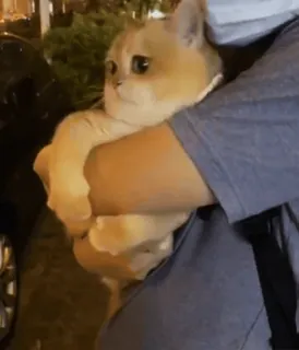 ❤️ 7fba4d34 猫, 宠物, 动物, 可爱, 小猫, 家畜 telegram sticker