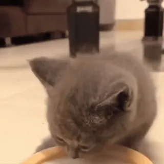 ❤️ 8ad4c101 猫, 小猫, 玩, 动物, 宠物 telegram sticker