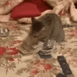 🤑 a8bf8099 猫, 钱, 现金, 动物, 宠物, 财富, 美元 telegram sticker