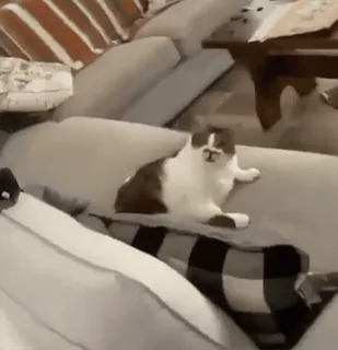 ❤️ ab109020 猫, 家猫, 猫科动物, 宠物, 沙发 telegram sticker