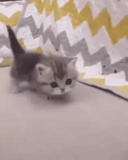 😺 b58d40f2 猫, 小猫, 可爱, 动物, 宠物, 猫科动物 telegram sticker