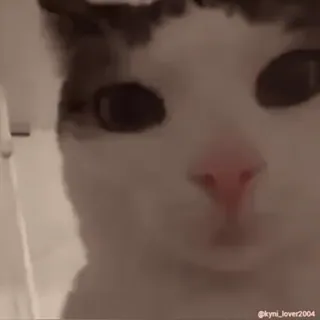 😐 bc8dca6e @kyni_lover2004 猫, 动物, 梗, 宠物, 搞笑, 家猫 telegram sticker