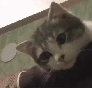 ❤️ beff668f 猫, 动物, 宠物, 家猫, 猫科动物 telegram sticker