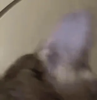 ❤️ c4a62b9b telegram sticker