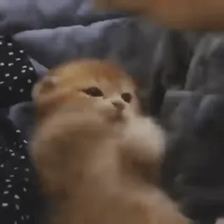 🎈 ce1fcc33 猫, 小猫, 可爱, 宠物, 动物 telegram sticker