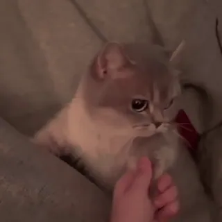 ❤ d788c2aa 猫, 动物, 家猫, 宠物, 可爱, 猫科动物 telegram sticker