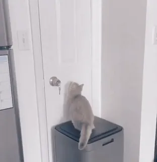 ❤️ e41de129 猫, 门, 钥匙, 可爱, 动物, 宠物 telegram sticker