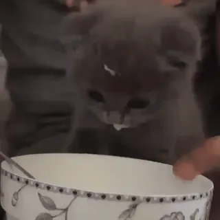 ❤ e9e81644 猫, 小猫, 可爱, 动物, 宠物, 茶杯 telegram sticker